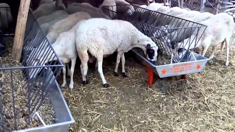 koyun yemliği nasıl yapılır